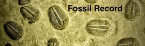 Evolution and The Fossil Record
