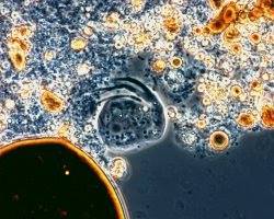 Oil-Eating Microbes and the Age of the Earth